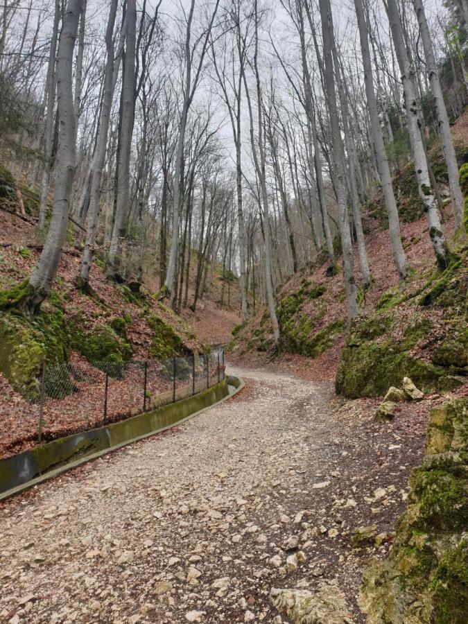 Vila Dionysos Brasov Ghimbav Εξωτερικό φωτογραφία
